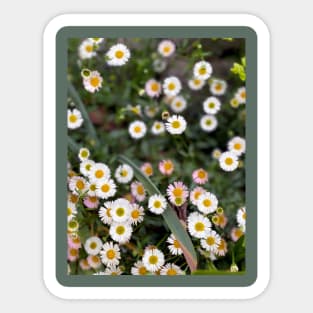 Daisies in Spring Sticker